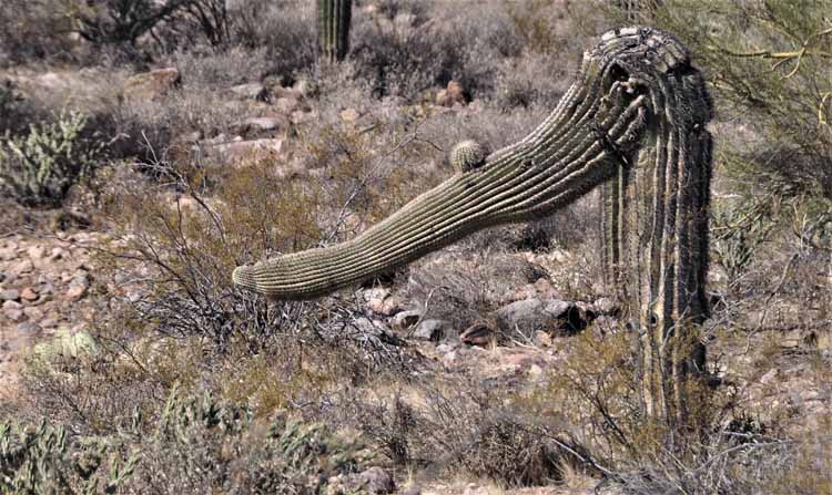 odd-shaped cactus